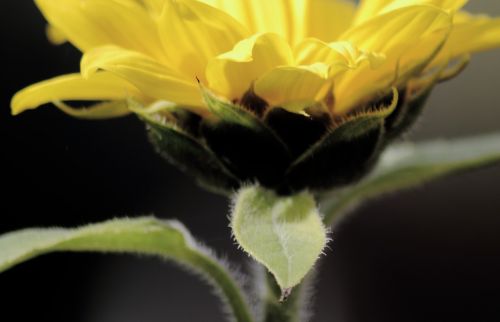 leaves sun flower yellow