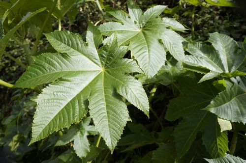 leaves nature plants