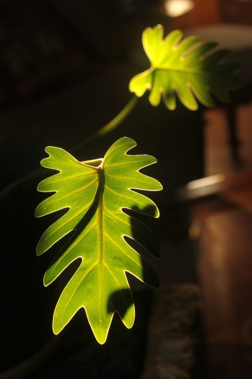 leaves plants green