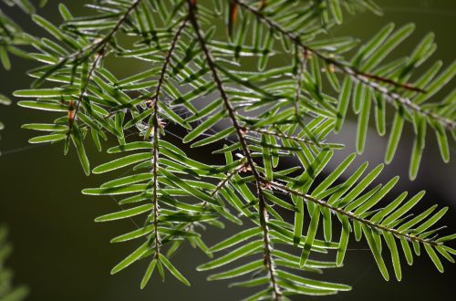 leaves leaf nature