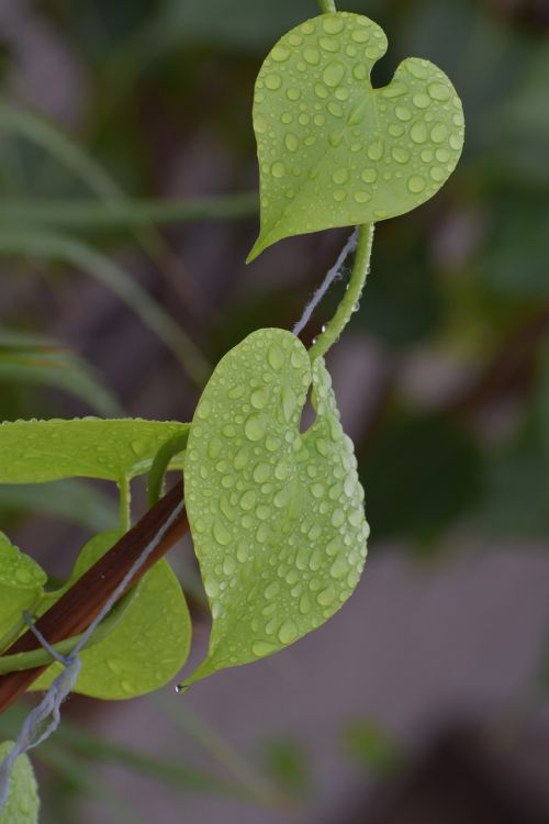 leaves rain droplets wet plant