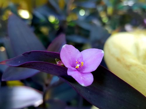 leaves flower purple