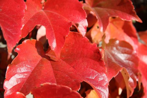 leaves autumn red