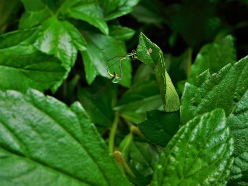 leaves insects nature