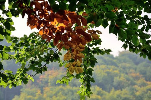 leaves colorful fall foliage