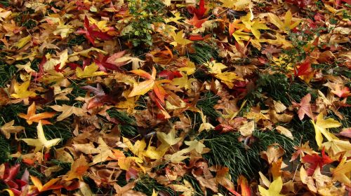 leaves autumn colors
