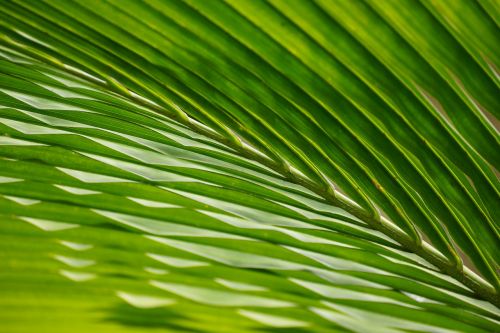 leaves palm trees