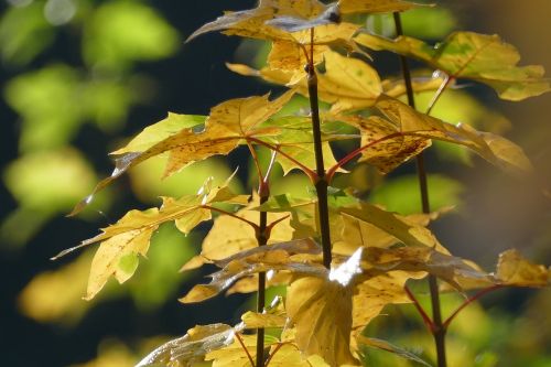 leaves autumn sun