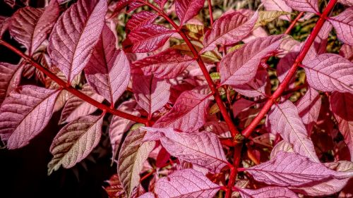 leaves foliage nature