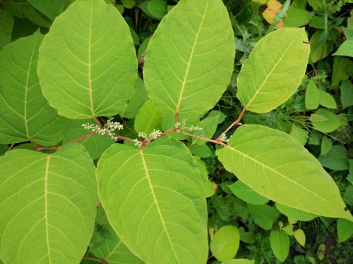 leaves green nature