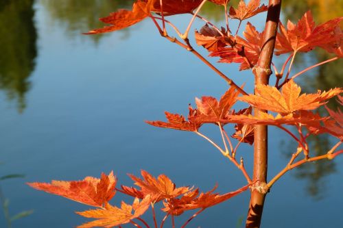 leaves orange autumn