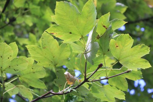 leaves tree green