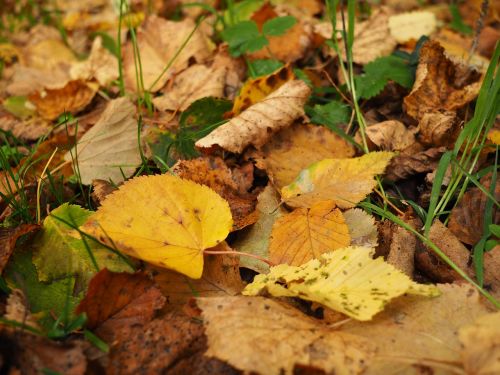 leaves autumn color nature