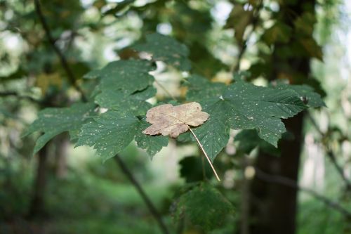 leaves autumn forest