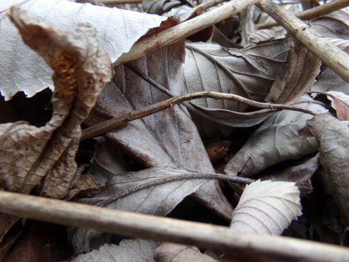 leaves dry autumn