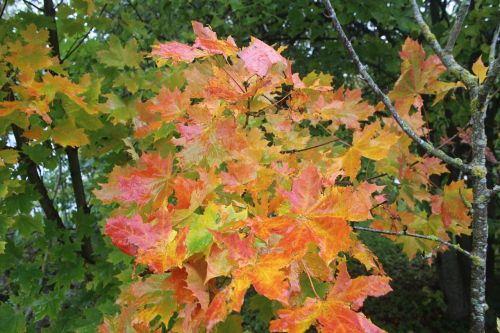 leaves nature natural