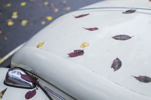leaves car leaf