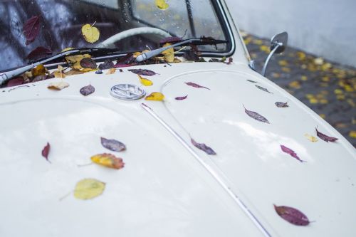 leaves car leaf