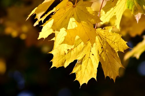 leaves autumn fall foliage