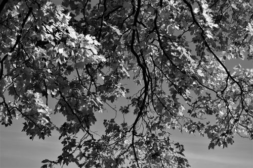 leaves branches tree