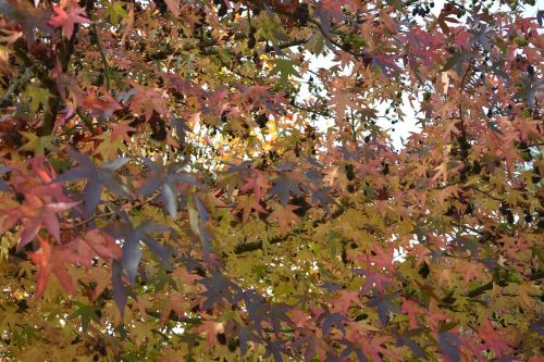 leaves foliage autumn fall season