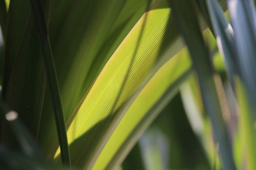 leaves green window