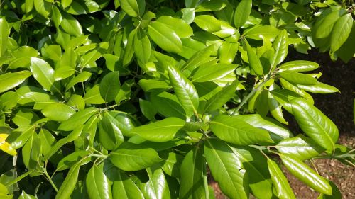 leaves japan plant