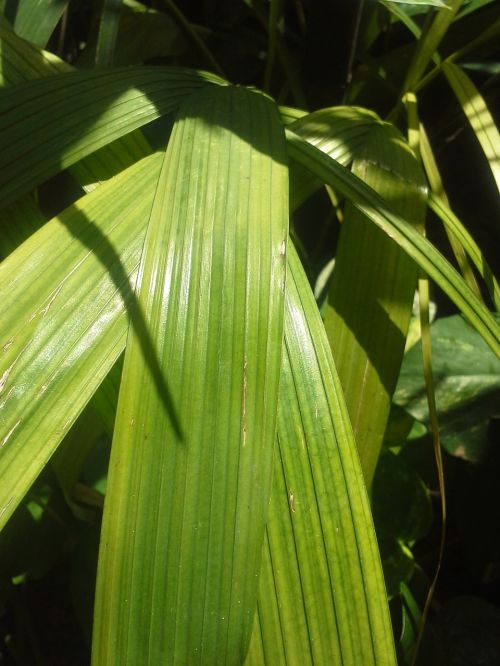 leaves green plants