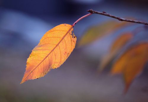 leaves leaf autumn