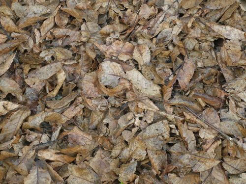 leaves ground texture
