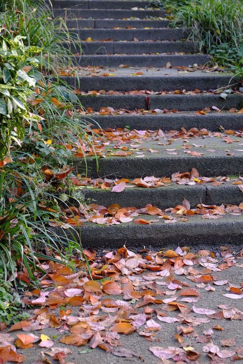 leaves autumn stairs