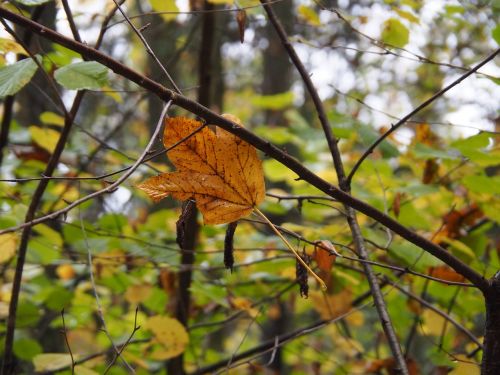 leaves autumn fall foliage