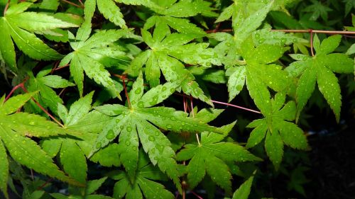 leaves maple in rain