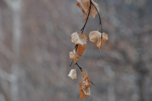 leaves autumn golden autumn