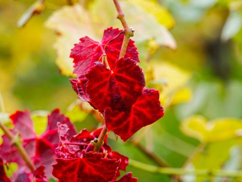 leaves vines fall