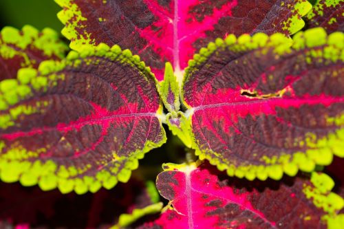 leaves colorful closeup