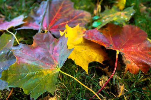 leaves autumn emerge