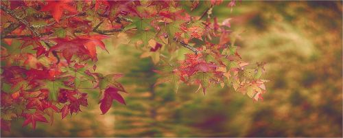 leaves nature red leaves