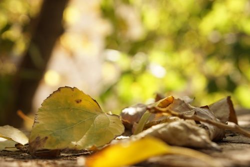 leaves autumn yellow