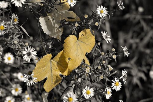 leaves autumn daisy