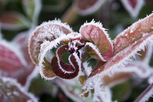 leaves frozen winter