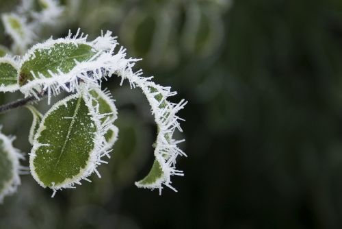 leaves frozen winter