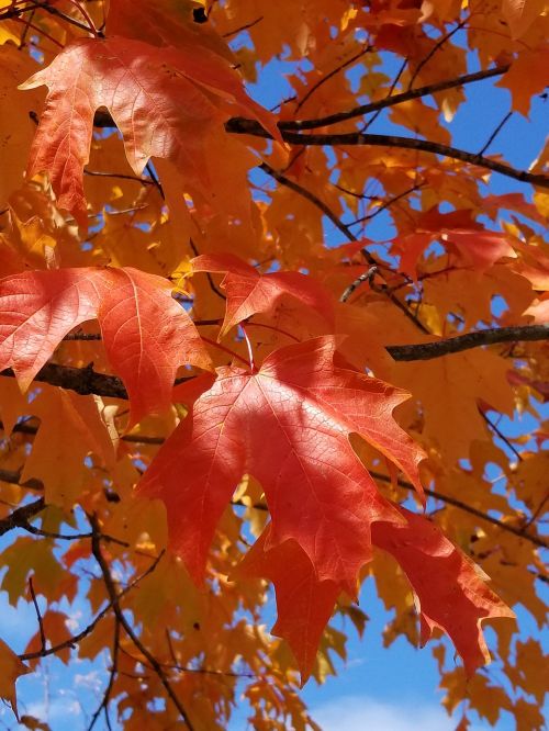 leaves autumn fall