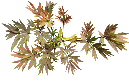 leaves buds peony