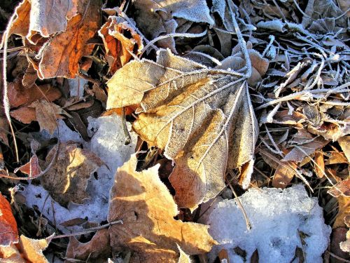 leaves frosty dried