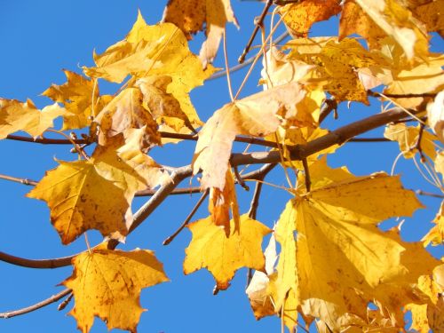 leaves autumn yellow