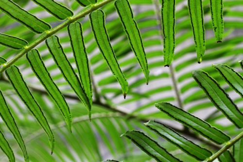 leaves nature leaf