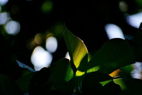 leaves sun back light