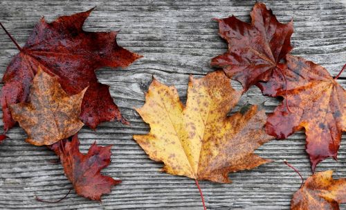 leaves fall rustic