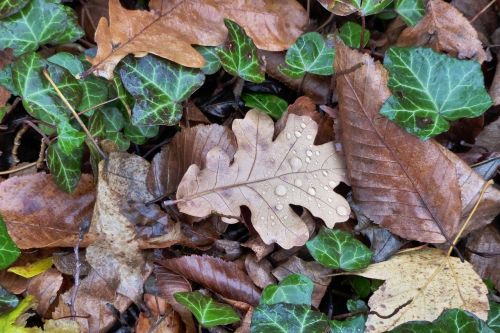 leaves fall foliage